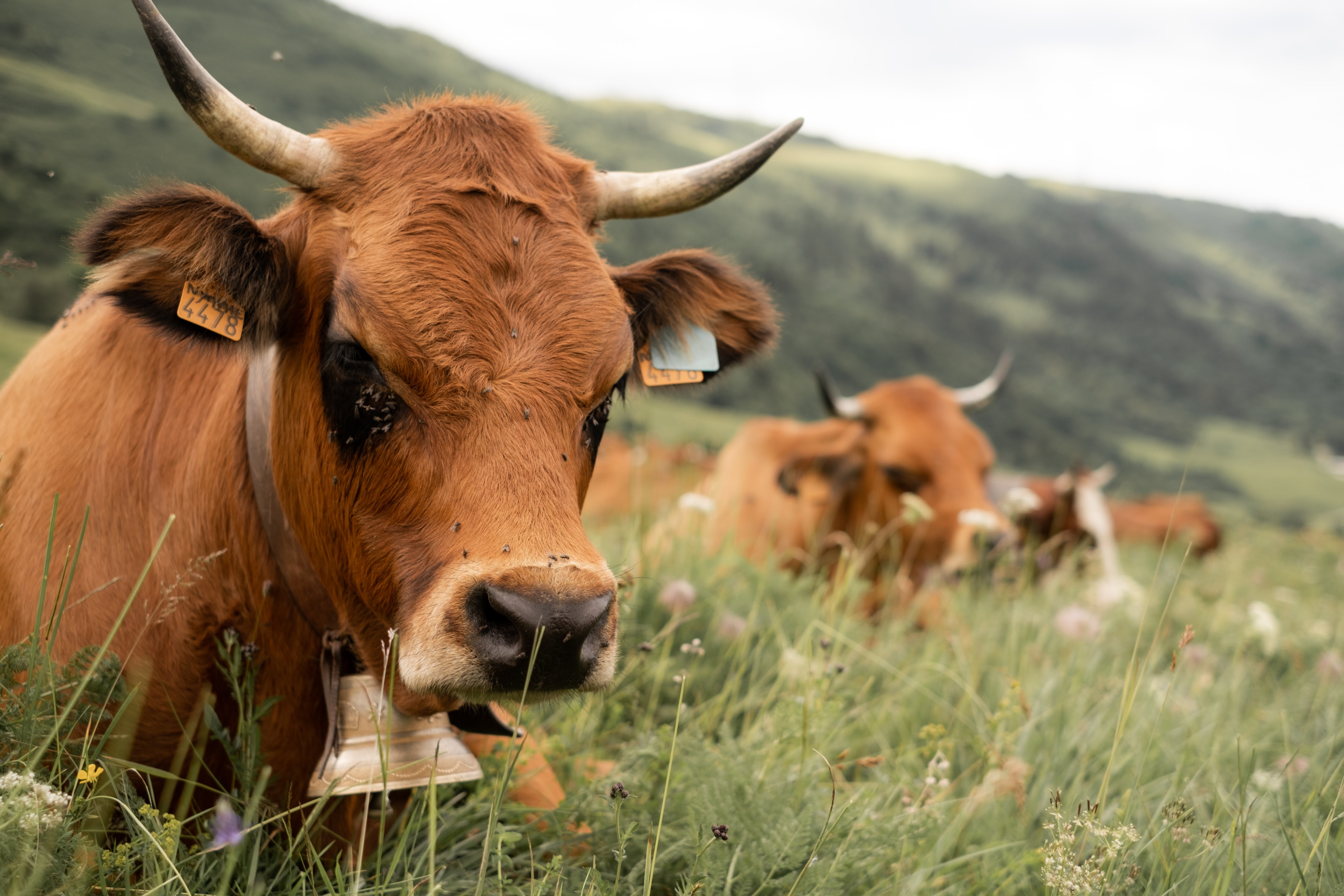 3-vaches-cloches-montagne