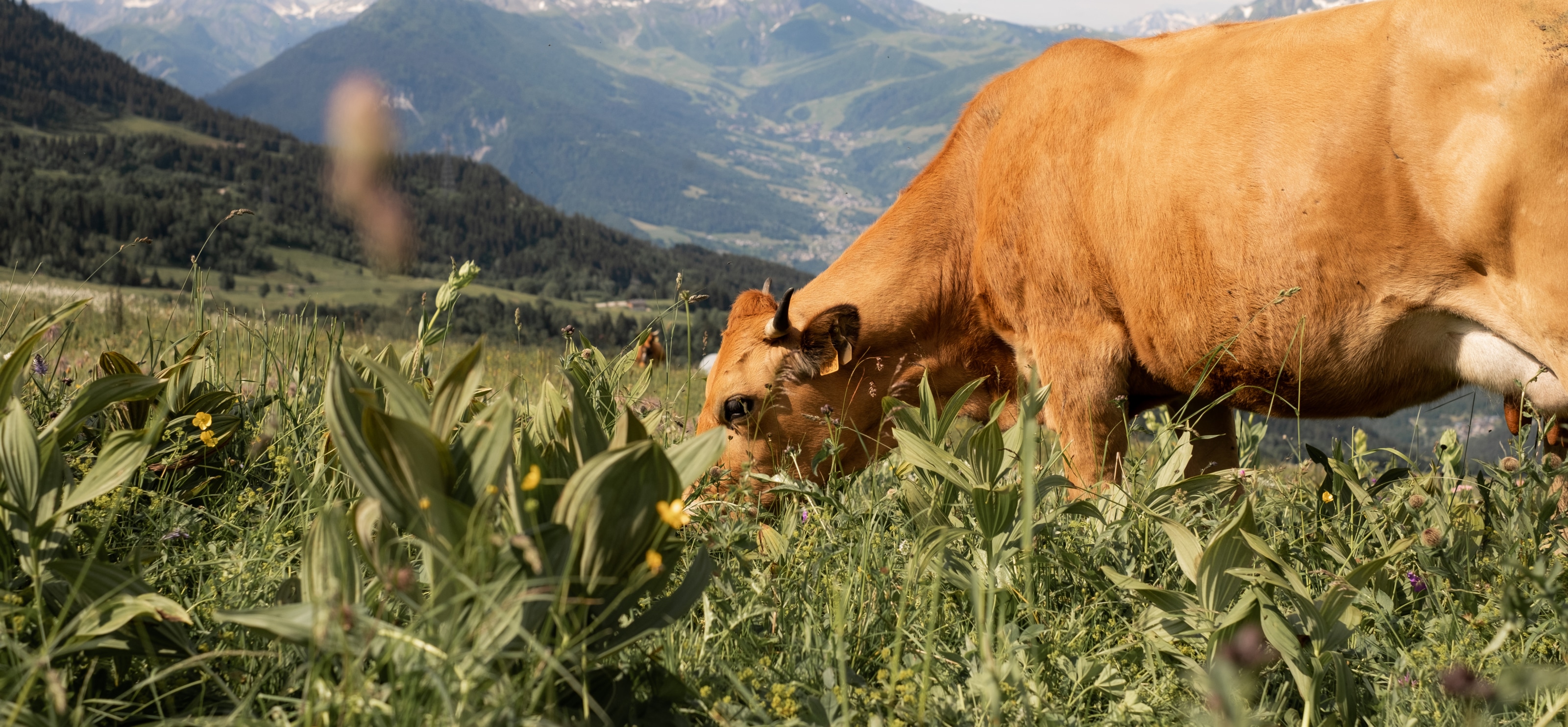 vache-champ-montagne