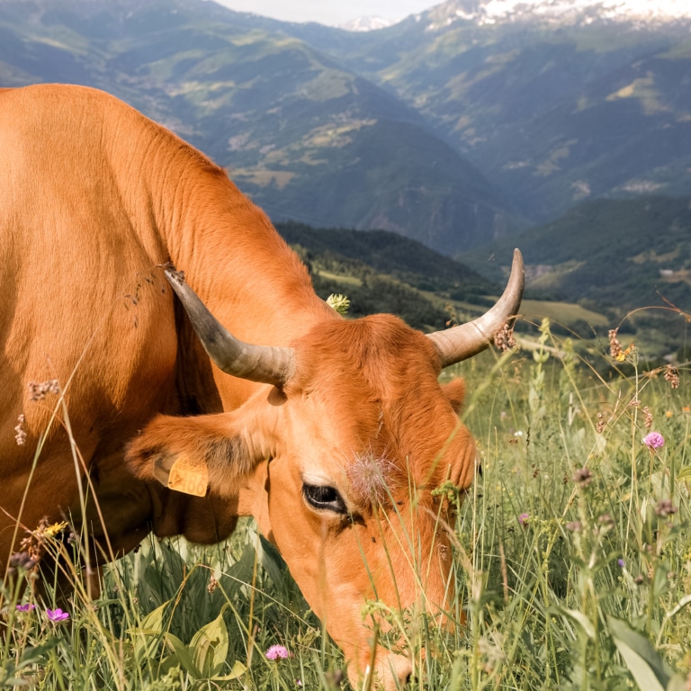 vache-savoie