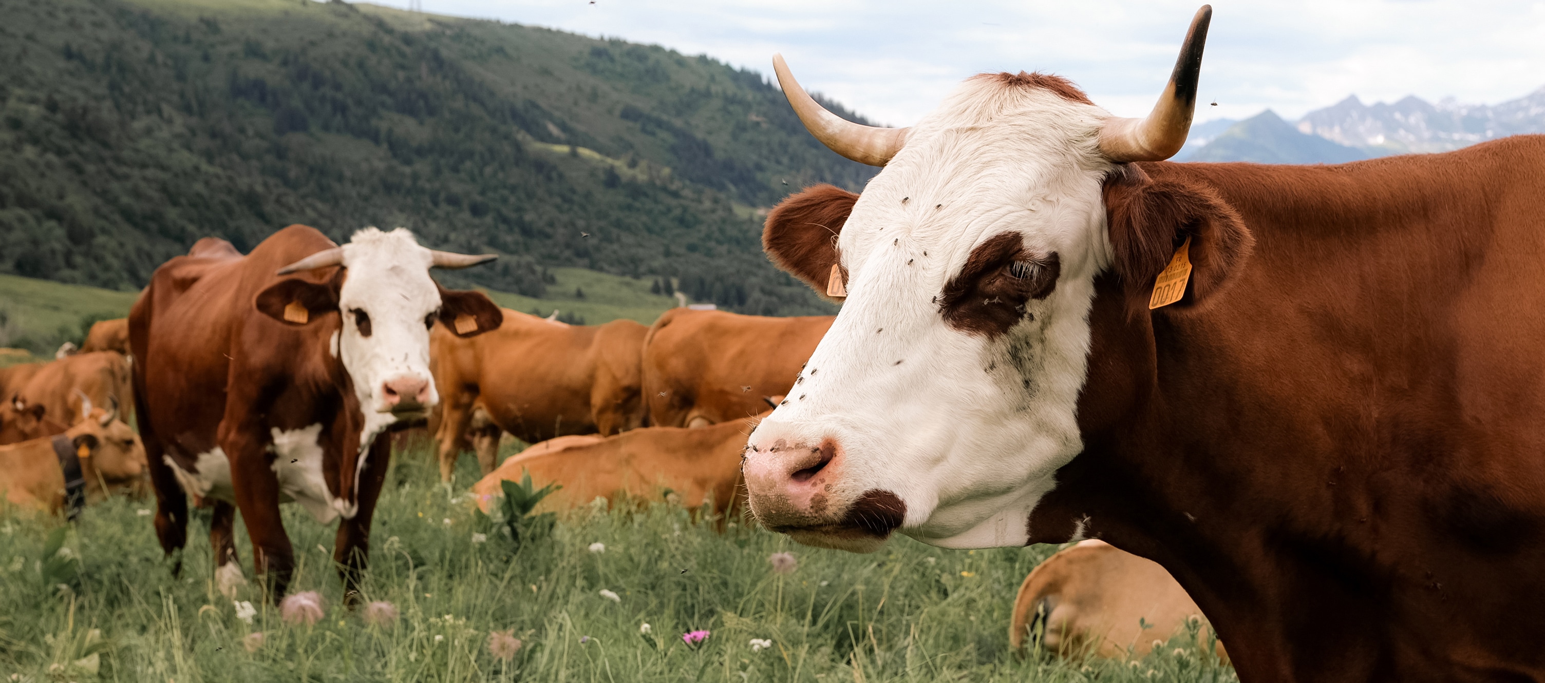 vaches-tachetees-montagnes
