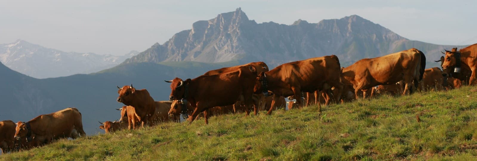 vaches_montagne