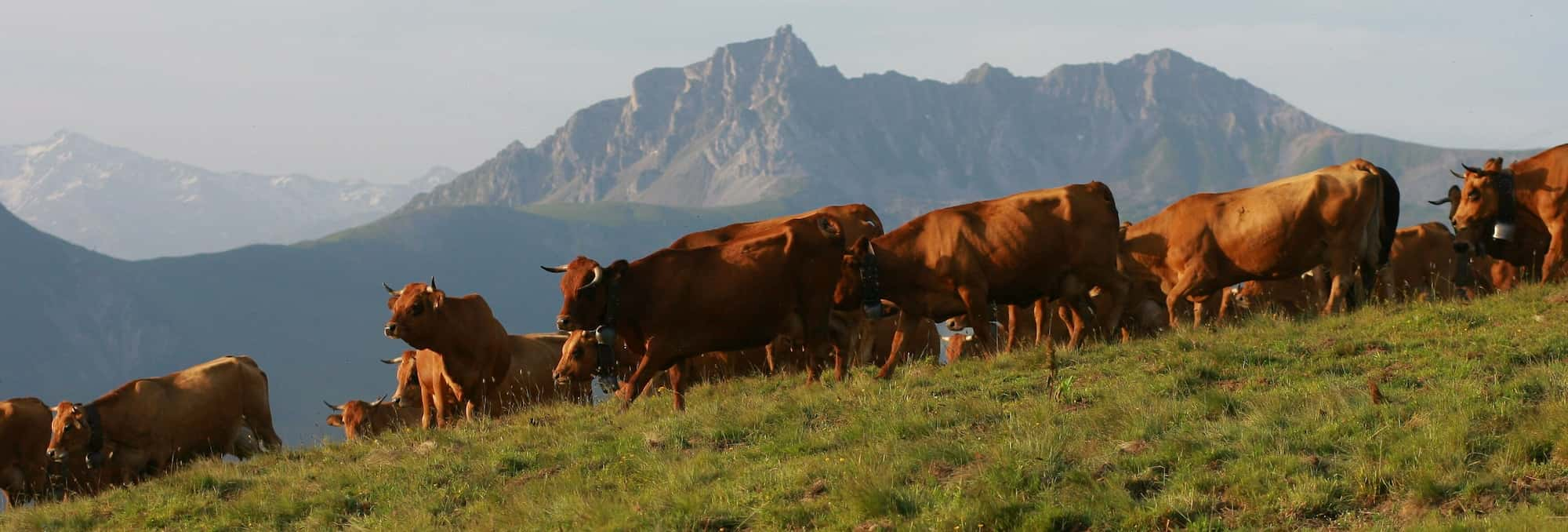 vaches montagnes