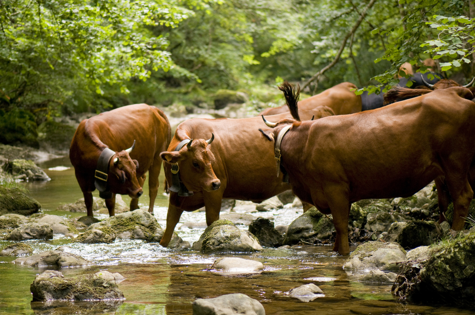 La vache Tarine